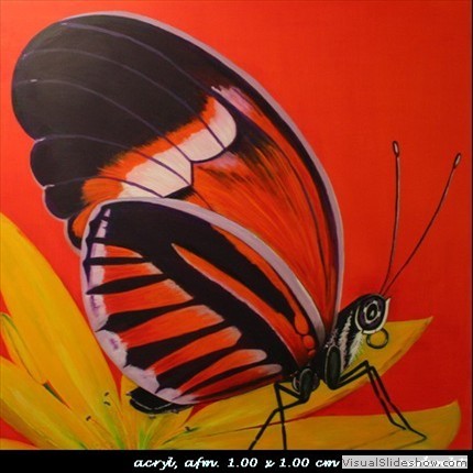 Passievlinder (verkocht)