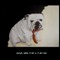 Bulldog (niet te koop)